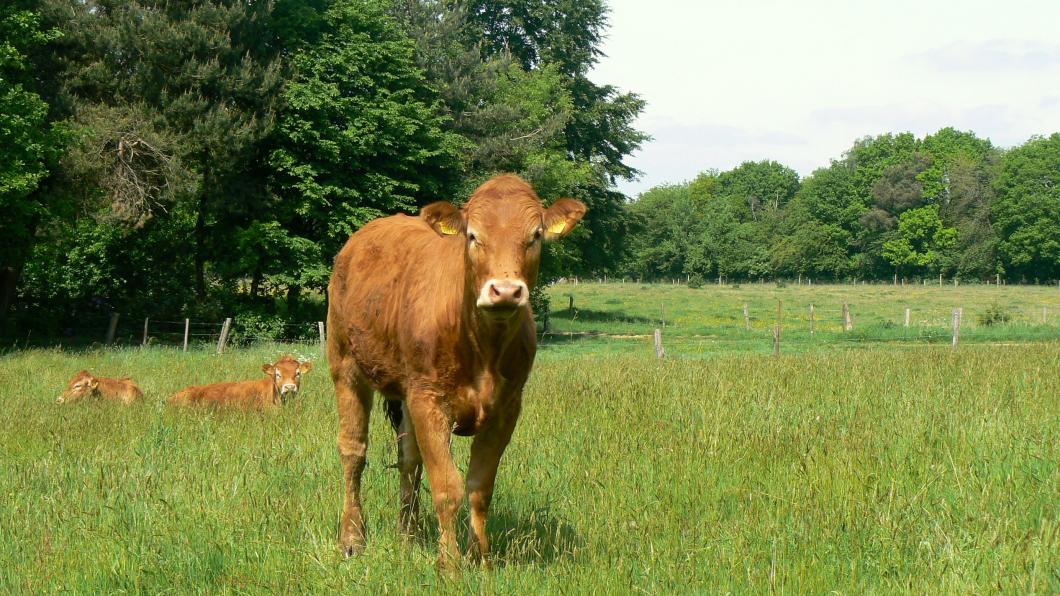 Een koe hoort in de wei.jpg